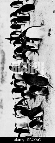 . Les manchots de l'Antarctique ; une étude de leurs habitudes sociales. Les pingouins. . Veuillez noter que ces images sont extraites de la page numérisée des images qui peuvent avoir été retouchées numériquement pour plus de lisibilité - coloration et l'aspect de ces illustrations ne peut pas parfaitement ressembler à l'œuvre originale.. Levick, George Murray, 1876-. London, William Heinemann Banque D'Images