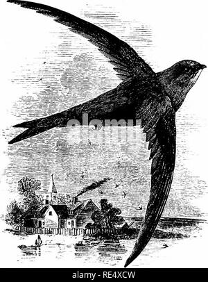 . Un manuel illustré de la oiseaux. Les oiseaux. CYPSELID^. 261. La SWIFT. Cypselus Apus (Linnaeus). Les MARTINETS, avec laquelle on entre sur l'ordre Picari*, étaient autrefois placés parmi les Passeres, et proche de l'avale ; mais il est maintenant généralement admis qu'en dépit d'une similitude de leurs habitudes et de l'apparence, les martinets ont aussi peu d'affinités structurelles avec ces derniers qu'avec toute autre famille de passereaux. Ils n'ont aucune vraie chanson-muscles, et leur note est une dure crier. Leurs puissantes ailes sont très longues ; tandis que leurs quatre orteils sont dirigés vers l'avant, et, si bien adaptés pour s'accrocher, ar Banque D'Images