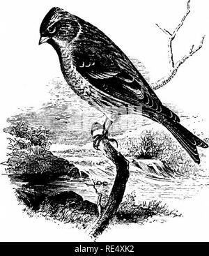 . Un manuel illustré de la oiseaux. Les oiseaux. FRINGILLINiE. 791. Le moindre le sizerin flammé. LiNOTA RUFi^scENS (Vieillot). Le moindre Sizerin flammé, la plus petite de nos pinsons britannique, se distingue de la précédente par sa taille et par sa coloration plus foncée et plus colibri roux. Tout au long de la plus grande partie de l'année il est généralement réparti sur les îles Britanniques, et un grand nombre sont prises par des capteurs de rêves d'oiseaux de l'automne au printemps ; mais dans la saison de reproduction il est plutôt local. Sa distribution à l'époque en Ecosse semble être quelque peu dépendant de bois et les plantations, et n'est par Banque D'Images