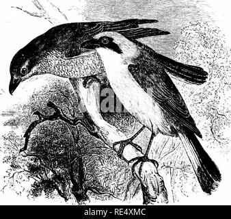 . Un manuel illustré de la oiseaux. Les oiseaux. LANIID/E. 151. La pie-grièche écorcheur. Lanius colltJrio Linnsus,. Ce, de loin le plus commun de nos British Pie-grièches, arrive dans le sud de l'Angleterre très tôt en mai, et est distribuée de façon irrégulière au cours de l'été dans l'ensemble des districts du sud et du centre de portions, et au Pays de Galles. Dans la région de Norfolk, toutefois, elle semble en diminution ; dans le Lincolnshire et le Yorkshire du sud-est l'espèce niche très peu ; alors que c'est vers le nord de l'accident, et il est dit d'être plus rares que les années précédentes. Dans le sud-est de l'Ecosse c'est img 0732 [800 600] Banque D'Images