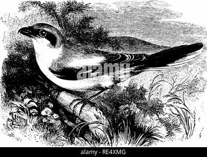 . Un manuel illustré de la oiseaux. Les oiseaux. LANIID^. 147. La grande migratrice gris. LAnius excubitor, Linnaeus. La migratrice est un endroit bien et assez régulièrement du continent pour les îles Britanniques à l'automne et l'hiver, alors qu'il a parfois été observé au printemps et même en été, bien qu'il n'y a aucune preuve qu'il n'a jamais produites avec nous. Il est naturellement plus fréquents sur le côté est (en particulier dans le district de Humber, où il poursuit les petits migrants) qu'à l'ouest ; mais si les dossiers sont désireux de les Hébrides, il s'est produit dans l'Argyll et souvent Banque D'Images