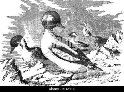 . Les oiseaux de l'Indiana ; un catalogue descriptif des oiseaux qui ont été observés au sein de l'état, avec un compte de leurs habitudes. Les oiseaux. 624 Kepost d'État géologue. Tout au long de la partie sud de l'État ce petit canard est plus connu que le Golden-eye. Bien qu'il se retrouve dans certains numéros sur le lac Michigan, il préfère les petits lacs et cours d'eau, souvent avec l'aeso- ciating Canard Petit Fuligule en groupes de trois ou quatre. Il arrive et repart avec le dernier canard. En 1888, le professeur Evermann prit une femme à Terre Haute, Février 39. En 1889 j M. J. A. Balmer a rapporté de petits nombres Banque D'Images