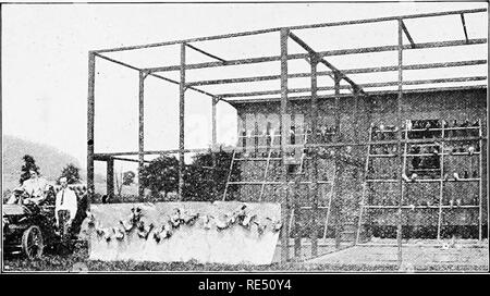 . La norme nationale livre d'assise. Les pigeons. 1907 PLUS D'HISTOIRES DE RÉUSSITE 1908. Éclairé par l'ÉLECTRICITÉ ET DU CHAUFFAGE PAR STEA:r. Cela montre une partie de l'up-to-date de l'usine le client dans l'État de New York dont la lettre est imprimée sur cette page. Les oiseaux pendants devant le papier brun pigeonneaux sont tués juste pour les obtenir dans l'image. Les oiseaux les plus fins parfaitement accouplés. Changé ses maisons. Je tiens à vous dire PAYER PLANTE EN beaux bâtiments. Je vous photograpli montrant mes quatre unités de bureau et chambre. Le bâtiment est fait de bois de sorte qu'ils sont ab- solutely étanches à l'air si désiré. Je Banque D'Images