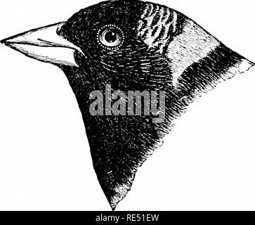 . Les oiseaux de l'Est de l'Amérique du Nord connu pour se produire à l'est du 19e méridien ... Les oiseaux. ToYhoe Bunting. Couronne et un dos noir ; la gorge, noir ; et d'autre du corps, brun roux ; abdomen, wliite. Tohi tacheté Bunting. Pipilo erythrophthalmus (mâle). Voir n° 440. Chef et l'ensemble de l'oiseau, noir ; un tawu y tache blanche à l'arrière du cou, dos, noir ; croupion, blanchâtre. (Cette espèce appartient à la famille Icteridaj (voir la section 8), mais pour les non-initiés le projet de loi a une légère ré- semblant aux oiseaux ui cette classe.) Le Goglu. Dolichonyx oryzivorus. Voir n° 370. Couronne, noir, métisse avec ImfTy ; blanc d'un nu Banque D'Images