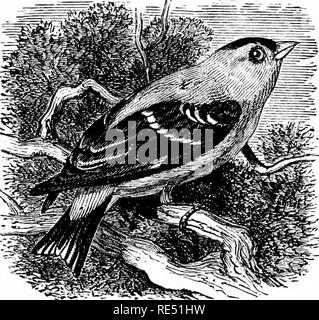 . Les oiseaux de l'Est de l'Amérique du Nord connu pour se produire à l'est du 19e méridien ... Les oiseaux. FKlNGILLIDiE LA FAMILLE. Les Moineaux, les pinsons, les becs-croisés, etc. 241. Mandibules, traversé uot ; parties inférieures, jaune ; jaune ; les ailes arrière, tiud queue noire, marquée de blanc. Qoldfinch américain. Yellowbird. Spiiins tristifs (mâle) - Voir n° 400. Mandibules, non croisé, tliroat ; jaune ; reste de l'oiseau, l'olive grisâtre ; la queue et les ailes, noire, marquée de blanc. Chardonneret jaune. Yellowbird. Spinus tristis {fernalp). Voir n° 400.. Veuillez noter que ces images sont extraites de la page numérisée des images qui peuvent avoir Banque D'Images