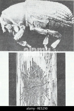 . Les insectes des forêts de l'Est. Les insectes forestiers. F-519939-40 Figure 93.-Le scolyte indigène, Hylurgopinus rufipes : haut, bas, adultes, galerie modèle.. L'hiver est passé dans l'écorce des ormes dans l'une ou l'autre l'état larvaire ou adulte. Les adultes émergent au cours de l'hiver et peut voler à des arbres vivants et se nourrissent dans l'écorce. Plus tard, ils volent aux arbres morts ou dépérissants, membres brisés, ou des grumes coupées récemment ou des membres d'élever. Habituellement, mourants ou passablement humides membres morts au moins 2 pouces de diamètre sont sélectionnés. Les trous d'entrée sont faits dans les crevasses de l'écorce ou sous l'écorce en surplomb et flocons ils pénétrer directement t Banque D'Images