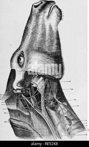 . L'anatomie comparée des animaux domestiques. Anatomie vétérinaire. Les nerfs crâniens OB L'encéphale. Fig. 339. 731. ,^^»» AVEC XT' ? BKANCHES DANS LA PARTIE SUPÉRIEURE DU COU. PNEMOaASTBIC ^^J NERF AVEC^^^^ ^^^^^.^^ ^^^",,,y ,, ""^' : !t' !^{ klTXi d'^^--rnos.stn. ; nerf spinal accessoire, 2, 3, Glosso-. Veuillez noter que ces images sont extraites de la page numérisée des images qui peuvent avoir été retouchées numériquement pour plus de lisibilité - coloration et l'aspect de ces illustrations ne peut pas parfaitement ressembler à l'œuvre originale.. Chauveau, A. (Auguste), 1827-1917 ; Arloing, S. (Saturnin), 1846-1911 Banque D'Images