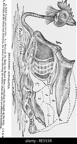 . Le médecin vétérinaire homéopathique, donnant à l'histoire, moyens de prévention, et les symptômes de toutes les maladies du cheval, boeuf, mouton, porc, chien, chat, de volailles et d'oiseaux, et le plus méthodes de traitement approuvées. La médecine vétérinaire. 379 numérisées par Microsoft®. Veuillez noter que ces images sont extraites de la page numérisée des images qui peuvent avoir été retouchées numériquement pour plus de lisibilité - coloration et l'aspect de ces illustrations ne peut pas parfaitement ressembler à l'œuvre originale.. Hammerton, George H. Chicago, Gross &AMP ; Delbridge Banque D'Images