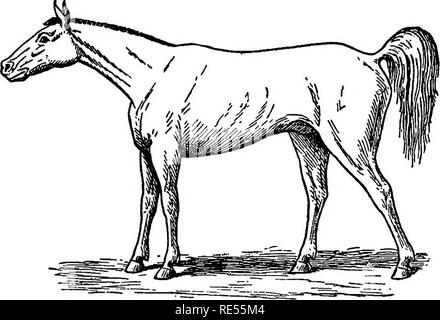 . Le vétérinaire de l'agriculteur : un traité pratique sur les maladies de stocks agricoles . La médecine vétérinaire. Les maladies des animaux de ferme 209 sveltes, bactérie sporifère. La spore est situé à une extrémité de la tige sous la forme d'une tête ronde, qui donne à l'organisme une broche forme, d'où le nom de borne bacillus. Il est très résistant aux conditions extérieures et à l'action du produit chimique. Trismus remarque la position rigide, tendue des muscles. les désinfectants. C'est à cause de son .capacité de résister à l'action des désinfectants et le fait qu'il se développe mieux lorsque protégés ou recouverts par les tissus d'un Banque D'Images