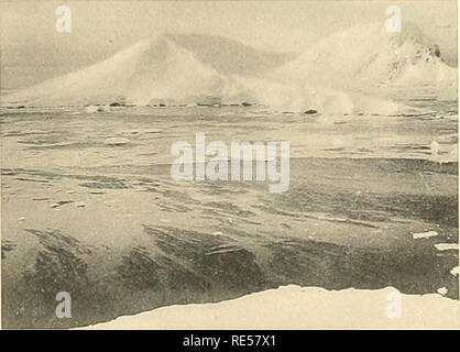 . Cétacés de l'Antarctique (Baleinoptères, ziphiidés, delphinidés). Cétacés ; la chasse à la baleine. . Veuillez noter que ces images sont extraites de la page numérisée des images qui peuvent avoir été retouchées numériquement pour plus de lisibilité - coloration et l'aspect de ces illustrations ne peut pas parfaitement ressembler à l'œuvre originale.. Jacques Liouville. Paris, Masson et Cie Banque D'Images