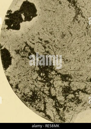 . La Crystal Falls district de fer du Michigan. Les minerais de fer, la géologie, la géologie, la géologie ; stratigraphique, stratigraphique. U.s. GEOLOGICAL SURVEY MONOGRAPH XXXVI PL. XXII. Veuillez noter que ces images sont extraites de la page numérisée des images qui peuvent avoir été retouchées numériquement pour plus de lisibilité - coloration et l'aspect de ces illustrations ne peut pas parfaitement ressembler à l'œuvre originale.. Clements, Julius Morgan, 1869- ; Smyth, Henry Lloyd, 1862- ; Bayley, William Shirley, 1861-1943. Washington, : Govt. L'impression. L'arrêt. Banque D'Images