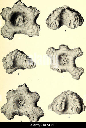 . Une synthèse critique de l'Troosts manuscrit non publié sur les crinoïdes du Tennessee. Crinoidea, combustibles, la paléontologie. NATIONAL MUSEUM BULLETIN N° 64 PL. 14. Troost'S Crinoïdes du Tennessee.. Veuillez noter que ces images sont extraites de la page numérisée des images qui peuvent avoir été retouchées numériquement pour plus de lisibilité - coloration et l'aspect de ces illustrations ne peut pas parfaitement ressembler à l'œuvre originale.. Bois, Elvira ; Troost, Gerard, 1776-1850. Washington, Govt. imprimer. off. Banque D'Images
