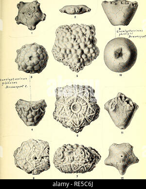 . Une synthèse critique de l'Troosts manuscrit non publié sur les crinoïdes du Tennessee. Crinoidea, combustibles, la paléontologie. NATIONAL MUSEUM BULLETIN N° 64 PL. 10. Troost'S Crinoïdes du Tennessee.. Veuillez noter que ces images sont extraites de la page numérisée des images qui peuvent avoir été retouchées numériquement pour plus de lisibilité - coloration et l'aspect de ces illustrations ne peut pas parfaitement ressembler à l'œuvre originale.. Bois, Elvira ; Troost, Gerard, 1776-1850. Washington, Govt. imprimer. off. Banque D'Images