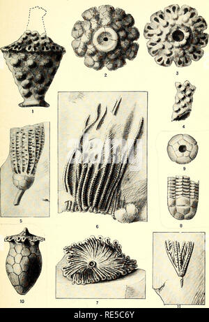 . Une synthèse critique de l'Troosts manuscrit non publié sur les crinoïdes du Tennessee. Crinoidea, combustibles, la paléontologie. NATIONAL MUSEUM BULLETIN N° 64 PL. 6. Troost'S Crinoïdes du Tennessee.. Veuillez noter que ces images sont extraites de la page numérisée des images qui peuvent avoir été retouchées numériquement pour plus de lisibilité - coloration et l'aspect de ces illustrations ne peut pas parfaitement ressembler à l'œuvre originale.. Bois, Elvira ; Troost, Gerard, 1776-1850. Washington, Govt. imprimer. off. Banque D'Images