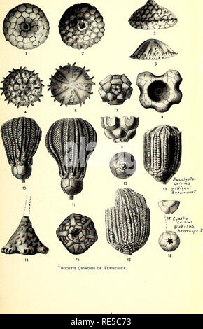 . Une synthèse critique de l'Troosts manuscrit non publié sur les crinoïdes du Tennessee. Crinoidea, combustibles, la paléontologie. NATIONAL MUSEUM BULLETIN N° 64 PL. 5. Veuillez noter que ces images sont extraites de la page numérisée des images qui peuvent avoir été retouchées numériquement pour plus de lisibilité - coloration et l'aspect de ces illustrations ne peut pas parfaitement ressembler à l'œuvre originale.. Bois, Elvira ; Troost, Gerard, 1776-1850. Washington, Govt. imprimer. off. Banque D'Images