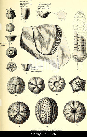 . Une synthèse critique de l'Troosts manuscrit non publié sur les crinoïdes du Tennessee. Crinoidea, combustibles, la paléontologie. NATIONAL MUSEUM BULLETIN N° 64 PL. 4. Veuillez noter que ces images sont extraites de la page numérisée des images qui peuvent avoir été retouchées numériquement pour plus de lisibilité - coloration et l'aspect de ces illustrations ne peut pas parfaitement ressembler à l'œuvre originale.. Bois, Elvira ; Troost, Gerard, 1776-1850. Washington, Govt. imprimer. off. Banque D'Images