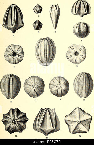 . Une synthèse critique de l'Troosts manuscrit non publié sur les crinoïdes du Tennessee. Crinoidea, combustibles, la paléontologie. S. NATIONAL MUSEUM BULLETIN N° 64 PL. 3. Troost'S Crinoïdes du Tennessee.. Veuillez noter que ces images sont extraites de la page numérisée des images qui peuvent avoir été retouchées numériquement pour plus de lisibilité - coloration et l'aspect de ces illustrations ne peut pas parfaitement ressembler à l'œuvre originale.. Bois, Elvira ; Troost, Gerard, 1776-1850. Washington, Govt. imprimer. off. Banque D'Images
