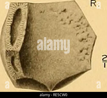 . Les flexibilia Crinoidea (avec un atlas de A.B.C. et 76 plaques). Crinoidea, combustibles. J7b 17a, IIBr. ar"-^ VM â &gt ; 29b. 28c rm VIBI-. b 25 --Â"/ ? A B 24 R". 23 IIL Â"^lllBrs^l lr, 22 j !E3. HIBr, 21. IIBr,.d.. Veuillez noter que ces images sont extraites de la page numérisée des images qui peuvent avoir été retouchées numériquement pour plus de lisibilité - coloration et l'aspect de ces illustrations ne peut pas parfaitement ressembler à l'œuvre originale.. Springer, Frank, 1848-1927 ; Smithsonian Institution. Ville de Washington, Smithsonian Institution Banque D'Images