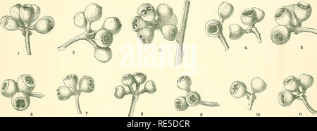 . Une révision critique du genre Eucalyptus. De l'Eucalyptus. Crit. Rev. de l'Eucalyptus. Pl. 4.. Veuillez noter que ces images sont extraites de la page numérisée des images qui peuvent avoir été retouchées numériquement pour plus de lisibilité - coloration et l'aspect de ces illustrations ne peut pas parfaitement ressembler à l'œuvre originale.. Maiden, J. H. (Joseph Henry), 1859-1925. Sydney, W. A. Gullick, government printer Banque D'Images