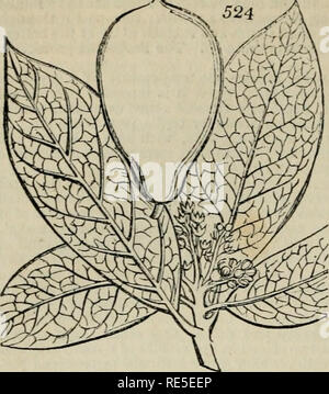 . Une encyclopédie de jardinage ; comprenant la théorie et la pratique de l'horticulture, floriculture, arboriculture, et paysage-jardinage, y compris toutes les dernières améliorations ; une histoire générale de jardinage à tous les pays ; et une vue statistique de l'état, avec des suggestions pour l'avenir de progrès, dans les îles britanniques. Le jardinage. 780 pratique de jardinage. La partie III. 'S*.. quelques stocks d'être inoculés à partir des arbres de roulement. Ces bien monté et paniers, arriverait aussi sûrs que les arbres-orange ; habituellement ne pourraient être traités comme eux, au moment ; et plantés dans une bordure de stro Banque D'Images