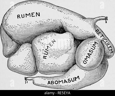 . Le vétérinaire de l'agriculteur : un traité pratique sur les maladies de stocks agricoles . La médecine vétérinaire. Physiologie des VOUS DEVEZ SAVOIR QUE LES 27 nutriments digérés, dessiner dans les cellules eux-mêmes, lorsqu'il est transmis dans le sang, quand il est plus tard distribué à toutes les parties du corps. Vous pouvez comprendre qu'un très grand nombre de ces cellules ab- sorption sont présents lorsque la longueur de l'intestin est considéré. Dans le boeuf l'intestin est près de 200 pieds de long. Après le festin est tiré. L'estomac des ruminants les quatre principales divisions de l'estomac des ruminants sont illustrés ici. La première Banque D'Images