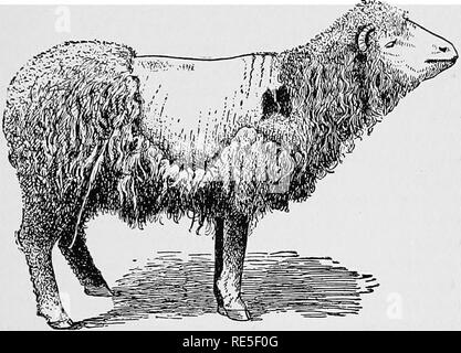 . Le vétérinaire de l'agriculteur : un traité pratique sur les maladies de stocks agricoles . La médecine vétérinaire. INTRODUCTION L'oeil, la nature de l'habit, l'adoption d'excréments et de l'eau, comment l'animal avale, l'attitude en position debout, l'habitude de se coucher et de se lever- tous ces devraient être aussi familiers à la véritable stock- man, qui est le plus simple des détails sur le travail du sol ou de la plantation ou de la récolte. En outre, l'éleveur doit être un juge de caractères externes, qu'elles soient naturelles ou temporaire.. La gale DES MOUTONS commun ici est un cas avancé et montre la gravité de la peine peut devenir. Une très petite démangeaison m Banque D'Images