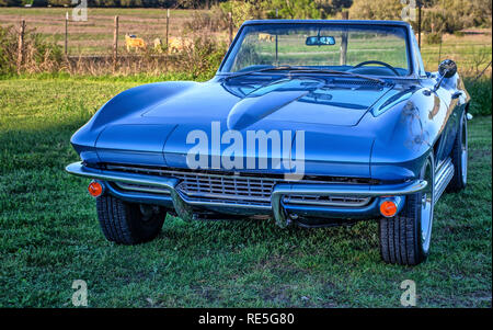 Blue 1967 Chevrolet Corvette Convertible parqué par pâturage avec des moutons au coucher du soleil sur une route rurale du Texas. Banque D'Images