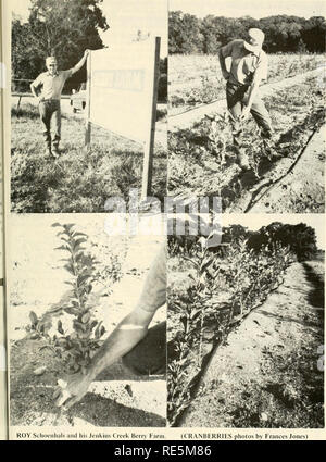 . Les canneberges ; : la canneberge national magazine. La canneberge. ROY Schoenhals et son Jenkins Creek Berry Farm. (Canneberges photos par Frances Jones) 13. Veuillez noter que ces images sont extraites de la page numérisée des images qui peuvent avoir été retouchées numériquement pour plus de lisibilité - coloration et l'aspect de ces illustrations ne peut pas parfaitement ressembler à l'œuvre originale.. Portland, TC [etc. ] : Taylor Pub. Co., [etc. ] Banque D'Images