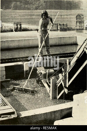 . Les canneberges ; : la canneberge national magazine. La canneberge. Baies baies^ partout par Carolyn Caldwell l'usine de transformation de canneberges Hiller Co. à North Carver, Massachusetts, a été Hterally nager avec les canneberges ces jours-ci. La première étape dans le traitement des baies humides est de dunk à 8 pieds de profondeur des piscines. Cette usine a commencé la gestion de l'eau choisi les petits fruits en 1973 et a traité en masse depuis 1978. Du berry piscines, le fruit est transporté jusqu'ascenseurs pour traitement. Trois machines chaque poignée 150 200 barils à l'heure. Quelques 150 000 barils passer par l'usine au cours de Banque D'Images