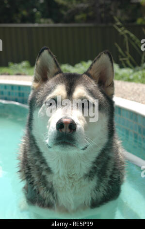 Votre animal de compagnie. Chien Husky dans une cour extérieure. Banque D'Images