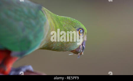 King Parrot femelle Banque D'Images