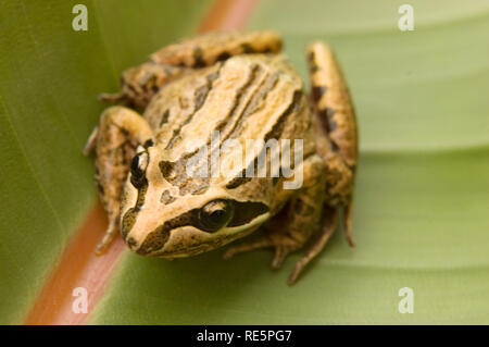 Marais à rayures grenouille dans un jardin de banlieue Banque D'Images