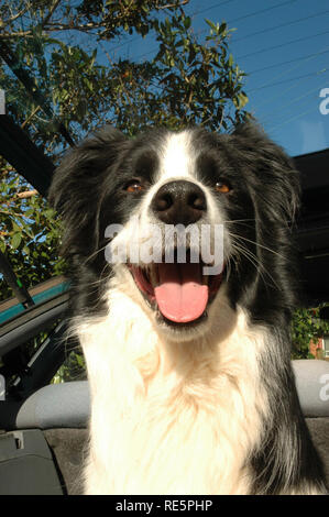 Border Collie dog face Banque D'Images