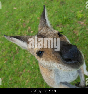 Le Wallaby face, Close up Banque D'Images