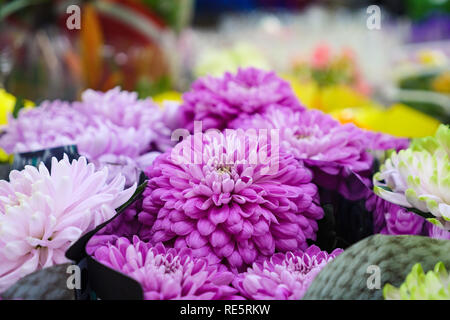 Un assortiment de jolies fleurs avec pétales délicats de décrochage permanent en magasin floral Banque D'Images