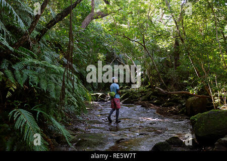Trekking à travers la jungle luxuriante forêt tropicale en flux d'Iriomote-jima, Okinawa, Japon Banque D'Images