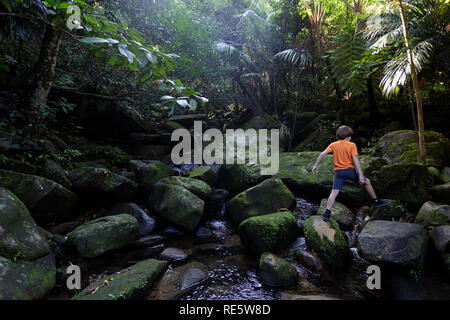 Enfant de trekking à travers la jungle luxuriante forêt tropicale en flux d'Iriomote-jima, Okinawa, Japon Banque D'Images