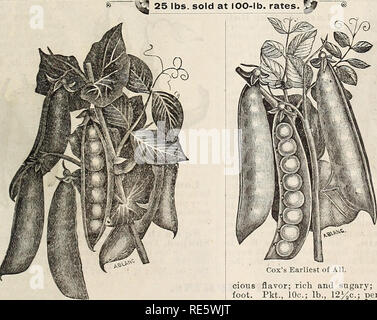 . Cox's seed annuelle. L'industrie des semences et graines de catalogues commerciaux ; catalogues ; graines de fleurs graines fruits ; Catalogues Catalogues ; les plantes, arbres ornementaux ; Catalogues Catalogues. Le panais. Pastinake, allemand. Le français, Francois. L'espagnol, l'Pasiinaka. Le sol doit être profond, riche et moelleux. Comme les racines sont longues et minces, plus profond et déplacer le sol est remué en profondeur, le meilleur. Lorsque le sol est peu profond ou s'il y a un sur Kimméridgien ou graveleux du sous-sol, les racines seront courts et ramifiés et déficiente dans le doux, tendre et sucrée qu'ils possèdent des propriétés, lorsqu'elles sont cultivées dans des circonstances plus favorables Banque D'Images