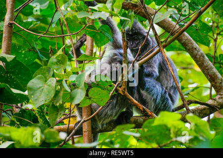 La feuille d'argent Langur monkey, Labuk Bay Proboscis Monkey Sanctuary, Sarawak, Bornéo, Malaisie, Asie du sud-est. Banque D'Images