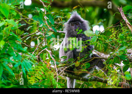 La feuille d'argent Langur monkey, Labuk Bay Proboscis Monkey Sanctuary, Sarawak, Bornéo, Malaisie, Asie du sud-est. Banque D'Images