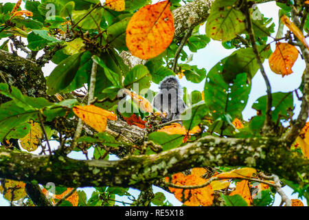 À moitié aveugle à la feuille d'argent (Trachypithecus cristatus) assis avec jeune bébé de couleur orange, Bako N.P., Sarawak, Bornéo, Malaisie. Banque D'Images