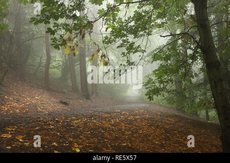 Une photographie d'un sentier dans la distance de fuite dans un brumeux et effrayant-à la forêt entouré par orange feuilles tombées Banque D'Images