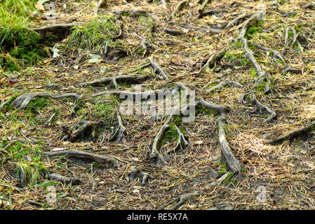 Les racines des arbres couverts dans les aiguilles de pin sur un sentier en automne Banque D'Images