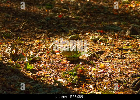 Les racines des arbres couverts dans les aiguilles de pin sur un sentier en automne Banque D'Images