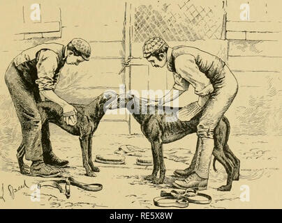 . Coulant et la fauconnerie. La fauconnerie ; chasse ; CHR 1892 ; PRO Stewardson Way, justesse (donateur). Le Greyhound EN FORMATION 83 La question de galops en est une qui exige plus de réflexion et de tact que celle de road-travail, comme avec l'ancienne il y a beaucoup de questions à examiner et de nombreuses théories d'être avancé ; dans ce dernier cas, la durée de l'exercice, et le rythme, sont tous des problèmes qui ont besoin de l'entraîneur. Si un cheval est employé pour la fin, nous devrions dire à une promenade d'un kilomètre, puis une augmentation constante de rythme sur 3 kilomètres, en prenant soin que les chiens ne galoper mais s'installer, comme hounds Banque D'Images