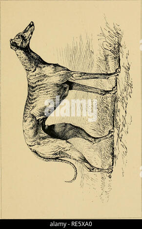 . Coulant et la fauconnerie. La fauconnerie ; chasse ; CHR 1892 ; PRO Stewardson Way, justesse (donateur). . Veuillez noter que ces images sont extraites de la page numérisée des images qui peuvent avoir été retouchées numériquement pour plus de lisibilité - coloration et l'aspect de ces illustrations ne peut pas parfaitement ressembler à l'œuvre originale.. Cox, Harding, 1854-1944 ; Lascelles, Gerald, 1849-1928. La fauconnerie ; Fairman Rogers Collection (Université de Pennsylvanie) PU. Boston : Little, Brown and Co., London ; : Longmans, Green, and Co. Banque D'Images