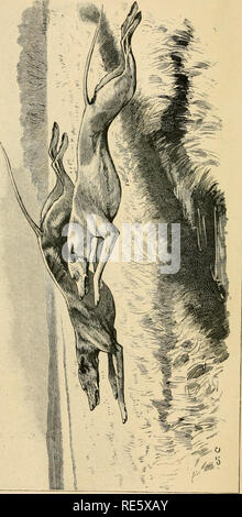 . Coulant et la fauconnerie. La fauconnerie ; chasse ; CHR 1892 ; PRO Stewardson Way, justesse (donateur). . Veuillez noter que ces images sont extraites de la page numérisée des images qui peuvent avoir été retouchées numériquement pour plus de lisibilité - coloration et l'aspect de ces illustrations ne peut pas parfaitement ressembler à l'œuvre originale.. Cox, Harding, 1854-1944 ; Lascelles, Gerald, 1849-1928. La fauconnerie ; Fairman Rogers Collection (Université de Pennsylvanie) PU. Boston : Little, Brown and Co., London ; : Longmans, Green, and Co. Banque D'Images
