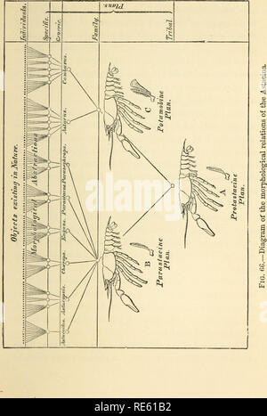 . L'écrevisse : Une introd. à l'étude de la zoologie. ---. Les écrevisses ; Zoologie. . Veuillez noter que ces images sont extraites de la page numérisée des images qui peuvent avoir été retouchées numériquement pour plus de lisibilité - coloration et l'aspect de ces illustrations ne peut pas parfaitement ressembler à l'œuvre originale.. Huxley, Thomas Henry, 1825-1895. Londres : Paul K., Trench, Trubner Banque D'Images