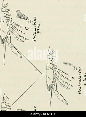 . L'écrevisse : une introduction à l'étude de la zoologie. " ""Lcl. E^»^l.. Veuillez noter que ces images sont extraites de la page numérisée des images qui peuvent avoir été retouchées numériquement pour plus de lisibilité - coloration et l'aspect de ces illustrations ne peut pas parfaitement ressembler à l'œuvre originale.. Huxley, Thomas Henry. Londres Banque D'Images