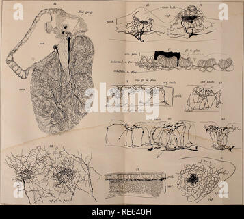 . Les nerfs crâniens d'Amphibia / Par Oliver Smith forte. Les amphibiens ; amphibiens. Journ. La mue. Vol.X PI. IX. Veuillez noter que ces images sont extraites de la page numérisée des images qui peuvent avoir été retouchées numériquement pour plus de lisibilité - coloration et l'aspect de ces illustrations ne peut pas parfaitement ressembler à l'œuvre originale.. Strong, Oliver Smith, 1864-1951. Boston : Ginn &AMP, le nom de l'entreprise Banque D'Images